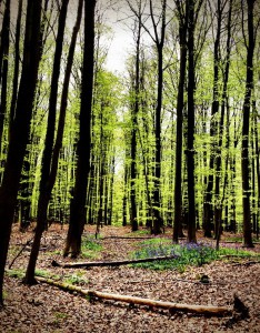 Fallen-Trees-The-Enchanted-Forest-Tervuren-Belgium-Elaine-Kennedy