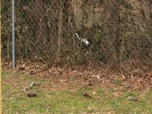 The white egret that visited me recently