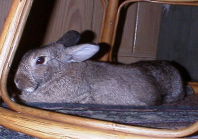 Fufu Bunny Rabbit Reiki