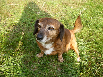 Candy - Reiki Dog in Italy