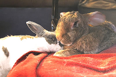 Reiki for Rabbits!